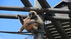 Descubra  as deliciosas surpresas da Páscoa  no Jardim Zoológico