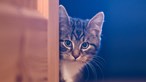 Pessoas com gatos de estimação são mais atraentes e têm mais sexo, revela estudo