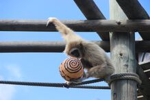2022-04-11_11_06_53 Jardim Zoológico_Páscoa_2022_Gibão de Mãos Brancas (3).jpg