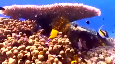 Proteger o alto-mar: A importância destas zonas para a sustentabilidade do planeta