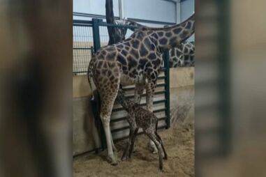 Nasceu uma nova girafa no Badoca Safari Park, em Santigo do Cacém