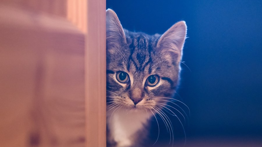 Gatos domésticos podem transmitir parasita aos donos 
