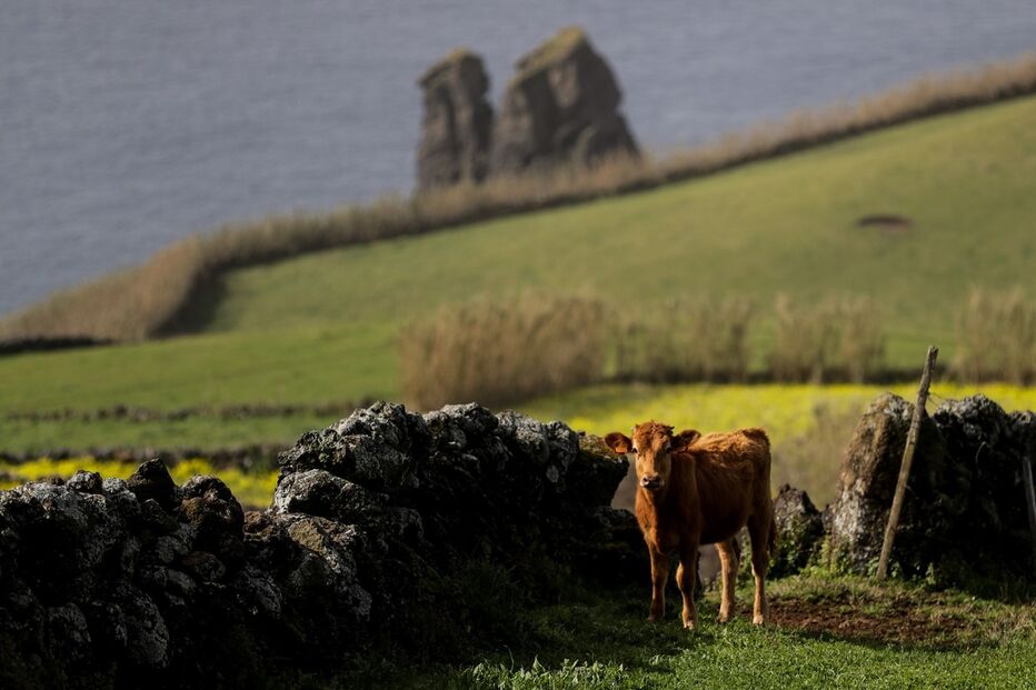 açores, vigilância, sismos