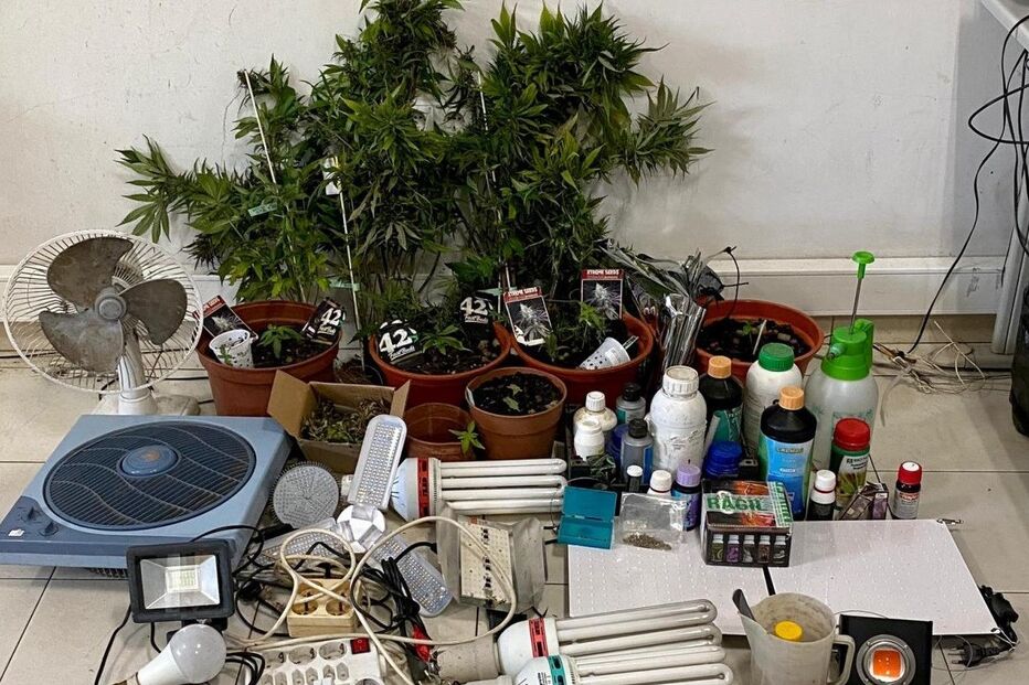 Traficante, estufa, canábis, Ovar