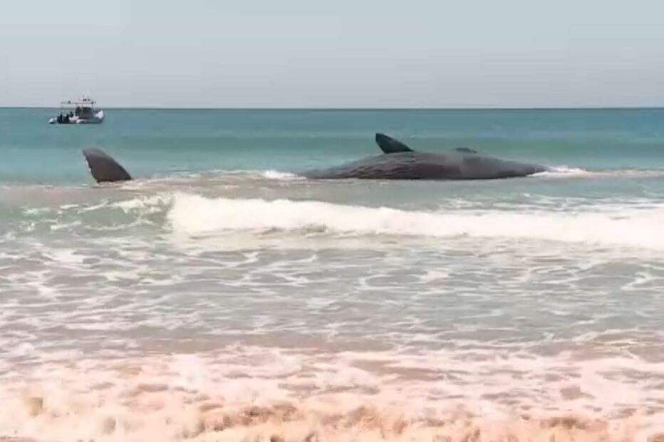 Baleia em dificuldades na Fonte da Telha