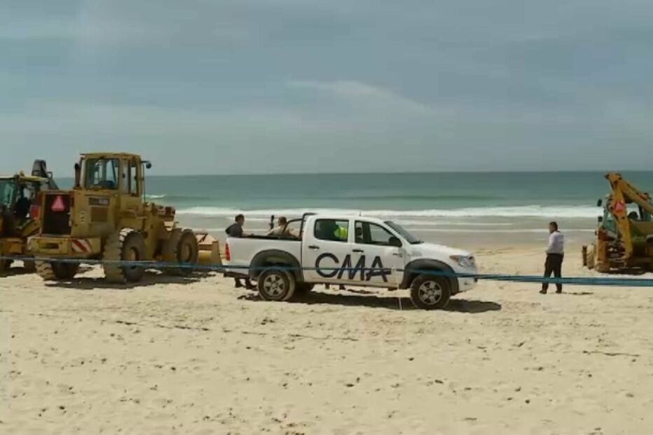 Operações para remoção de carcaça de baleia