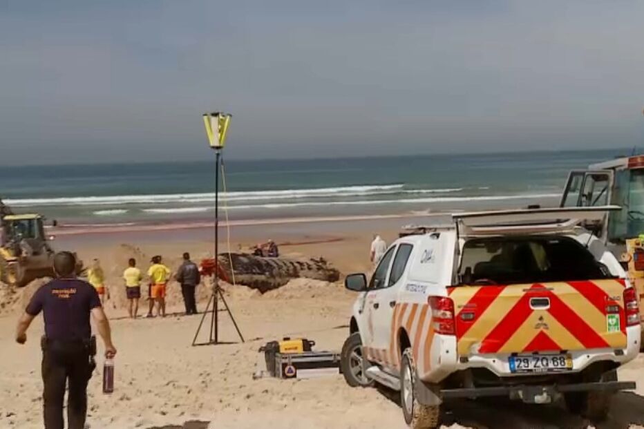 Cachalote que deu à costa na praia da Fonte da Telha cortado em pedaços e incinerado