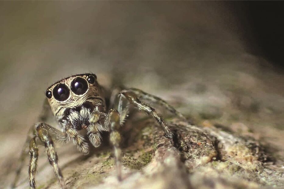 Biologia: Esta aranha foi a 50 000.ª espécie registada no mundo