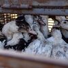 <![CDATA[ Gripe das aves detetada na Costa da Caparica ]]>