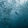 <![CDATA[ ONU alerta que situação dos oceanos está a "agrava
