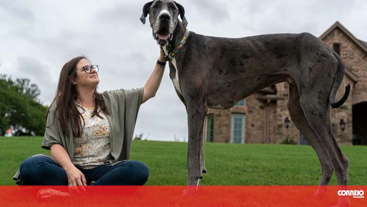Cães gigantes! Essas são as maiores raças caninas do mundo – Metro World  News Brasil