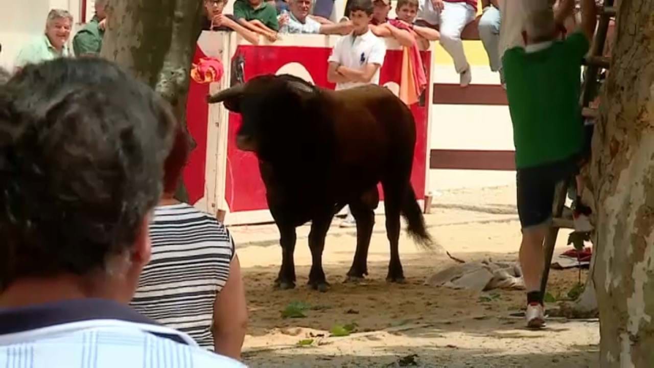 Touros na Moita em domingo de sol - Cultura - Correio da Manhã