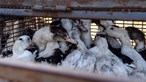 Epidemia de gripe aviária é a maior de sempre na Europa
