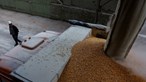Itália oferece ajuda para desminagem de portos e exportação de cereais