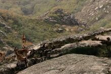 Machos de cabras-montes estão a ser alvo de caçadores furtivos na Serra do Gerês