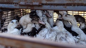 Epidemia de gripe aviária é a maior de sempre na Europa