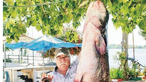 Peixe gigante, com 60 quilos e 2,17 metros, apanhado no rio Tejo