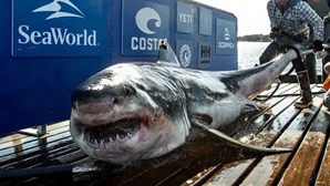 Tubarão gigante com meia tonelada volta a ser avistado ao fim de três anos