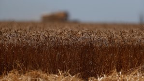 Rússia diz que exportações de cereais pararam porque ucranianos minaram os portos