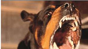 Dupla condenada a pagar 120 mil euros por ataque de cão em Matosinhos
