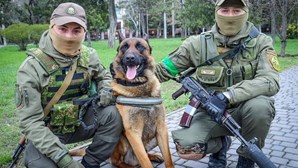 Max, o cão abandonado pelos russos na guerra que luta agora ao lado dos ucranianos