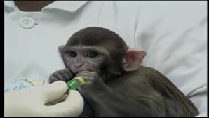 Sobe para 39 o número de casos de varíola dos macacos em Portugal