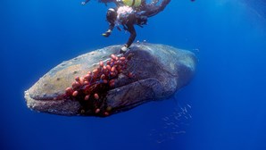 Mergulhadores libertam baleia presa em rede de pesca e recebem sinal de agradecimento