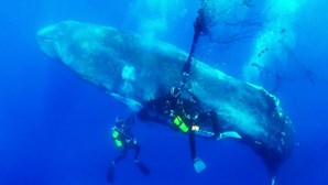 Mergulhadores libertam baleia presa em rede de pesca e recebem sinal de agradecimento