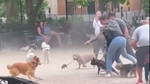 'Ratatui' causa o pânico num parque de cães em Nova Iorque e acaba atacado. Veja o vídeo