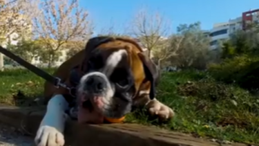 Baloo tem 15 meses e é indomável
