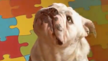 Truques do 'Encantador de Cães': Bingo aprende a ser mais obediente 