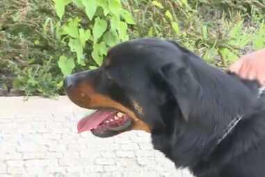 Rottweiler ataca bebé de três anos e a mãe no Cartaxo. Menina em estado grave