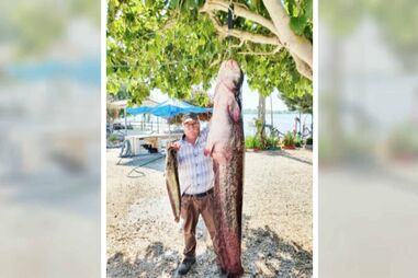 Tem 60 kg e mede mais de dois metros: Maior peixe de sempre apanhado no rio Tejo