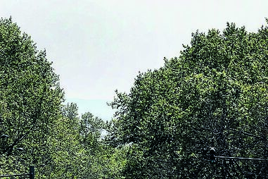 Avenida da Liberdade