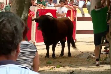 Cadáver de jovem colhido por touro na Moita por autopsiar oito dias depois