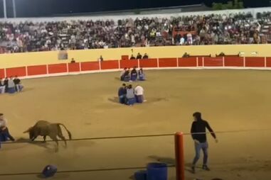 "Mesa da Tortura" dá prémio a quem aguenta dentro da arena com o touro