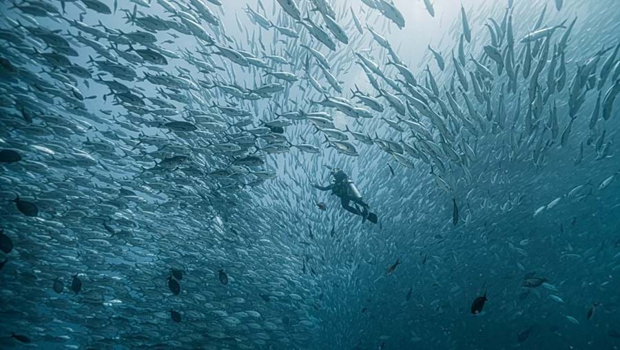 Duas dezenas de chefes de Estado e de Governo já confirmaram a presença na conferência  para salvar os oceanos