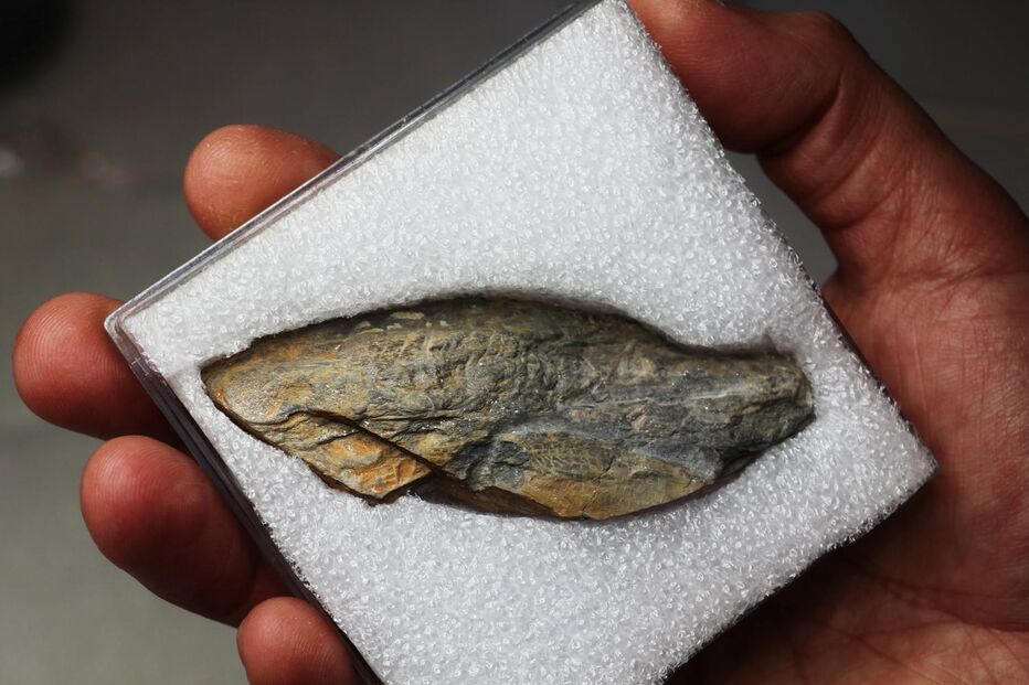 Descoberto fóssil de gafanhoto com mais de 300 milhões de anos em Gondomar