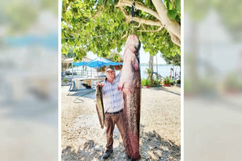 Tem 60 kg e mede mais de dois metros: Maior peixe de sempre apanhado no rio Tejo