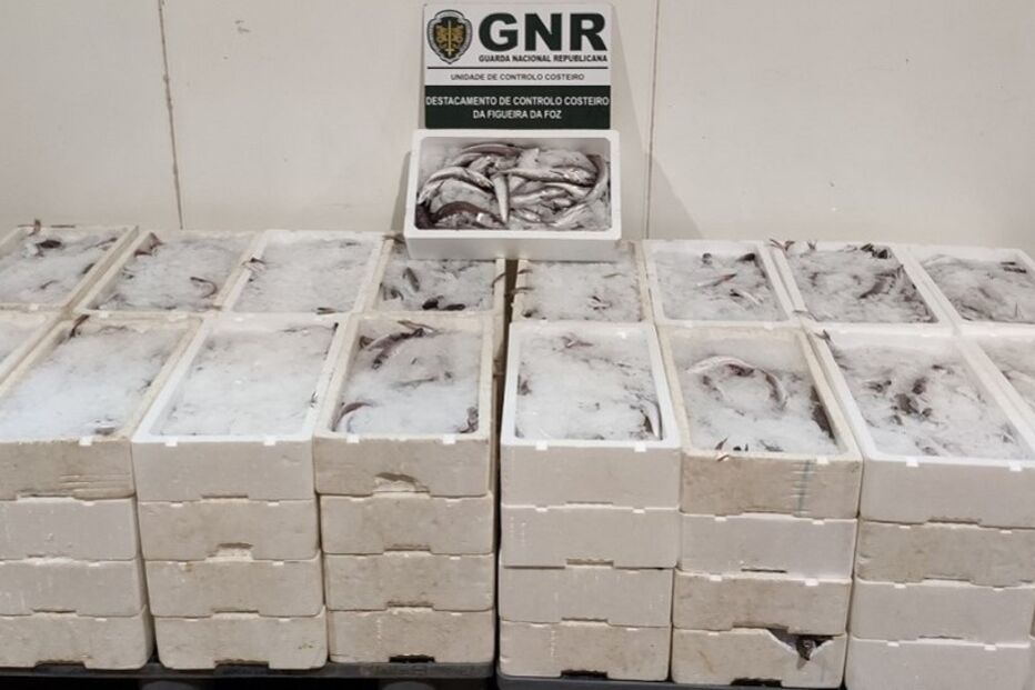 Pescada foi entregue a instituição, porto de mós