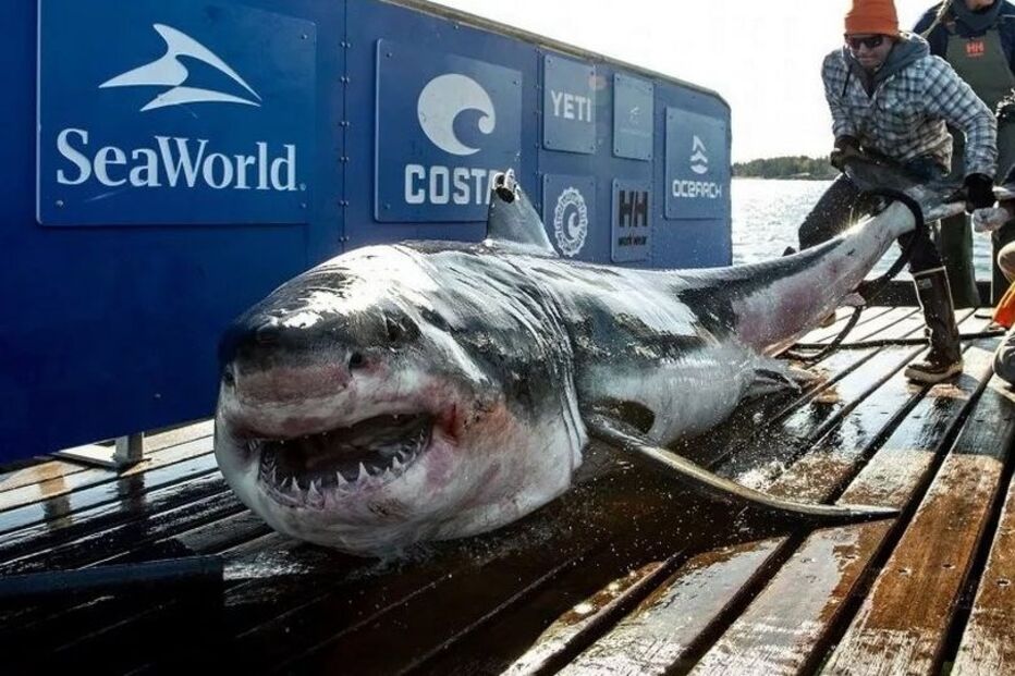 Ocearch
