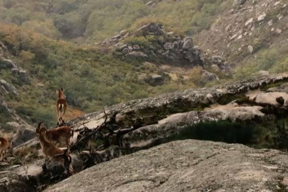 Machos de cabras-montes estão a ser alvo de caçadores furtivos na Serra do Gerês