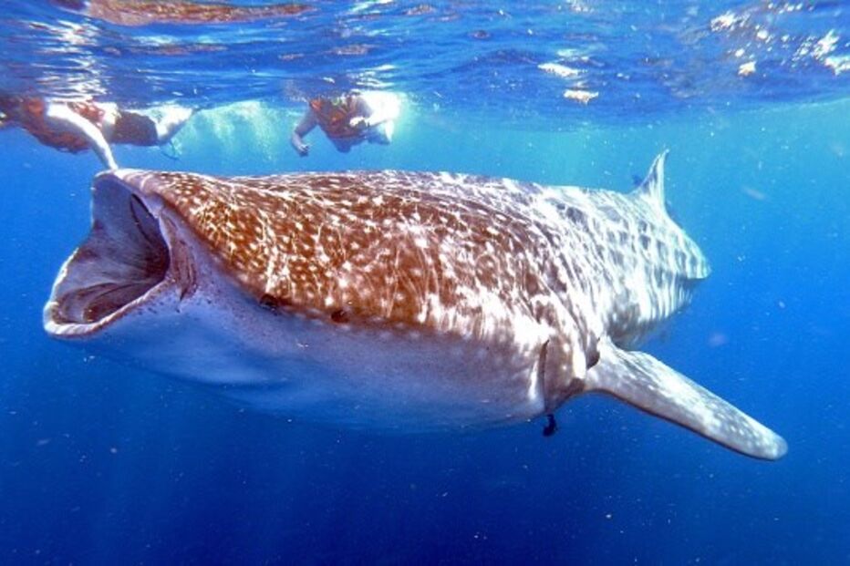 Tubarão-baleia