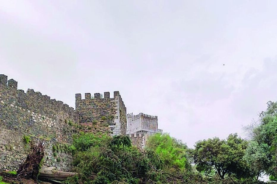 árvore, caída, Beja