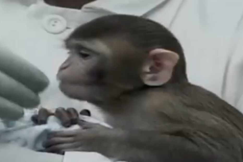 Pelo menos 23 infetados com varíola dos macacos: Portugal é 2.º no Mundo com mais casos