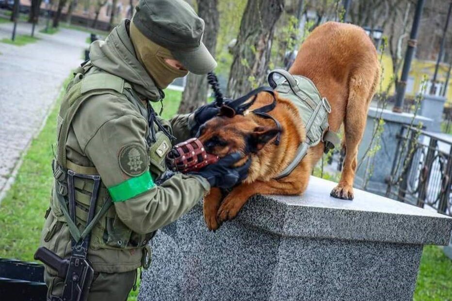 Max, guerra na Ucrânia, russos, cão, ucranianos 