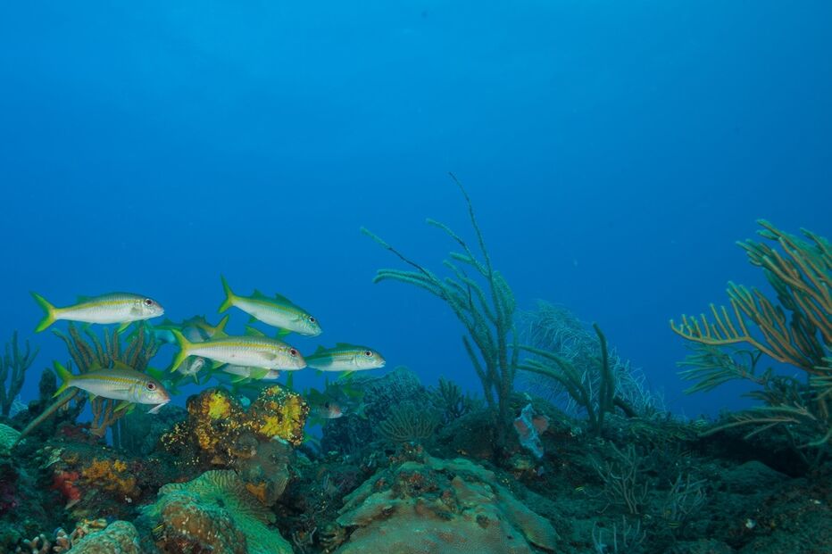 oceanos, mar, peixes