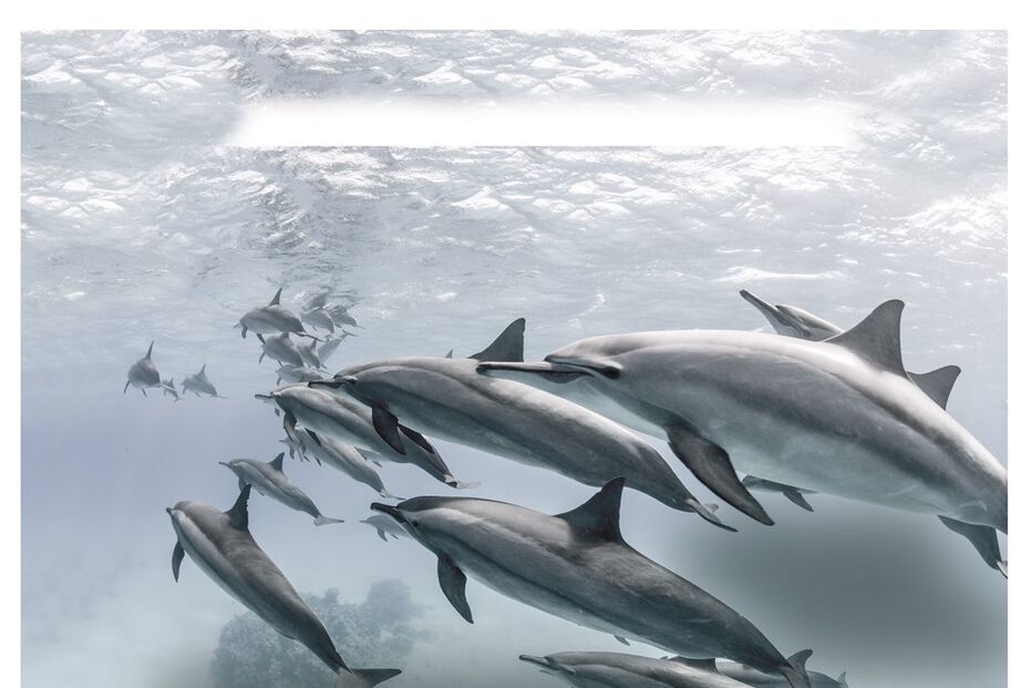 golfinhos, oceano