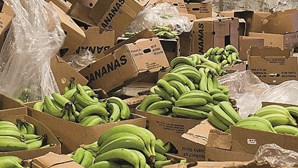 Bananas escondiam 250 milhões de euros de cocaína em Setúbal