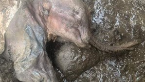 Encontrado mamute bebé mumificado no Canadá